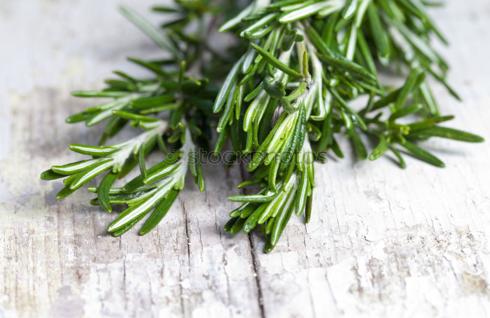 Image, Stock Photo thyme Thyme Bundle Bound