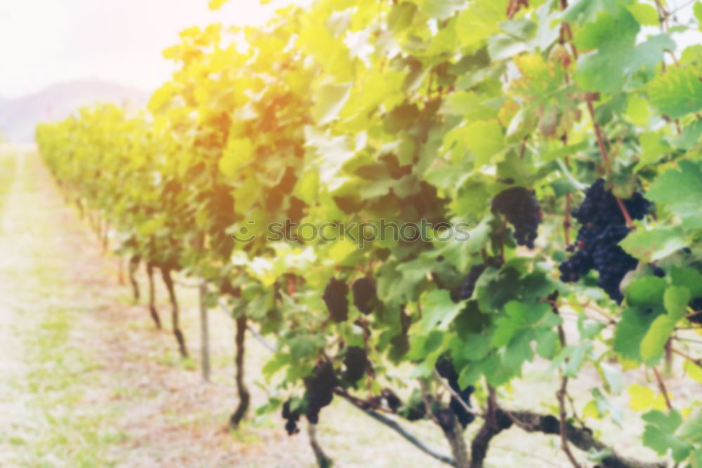 Similar – Image, Stock Photo Vineyards on sunset.