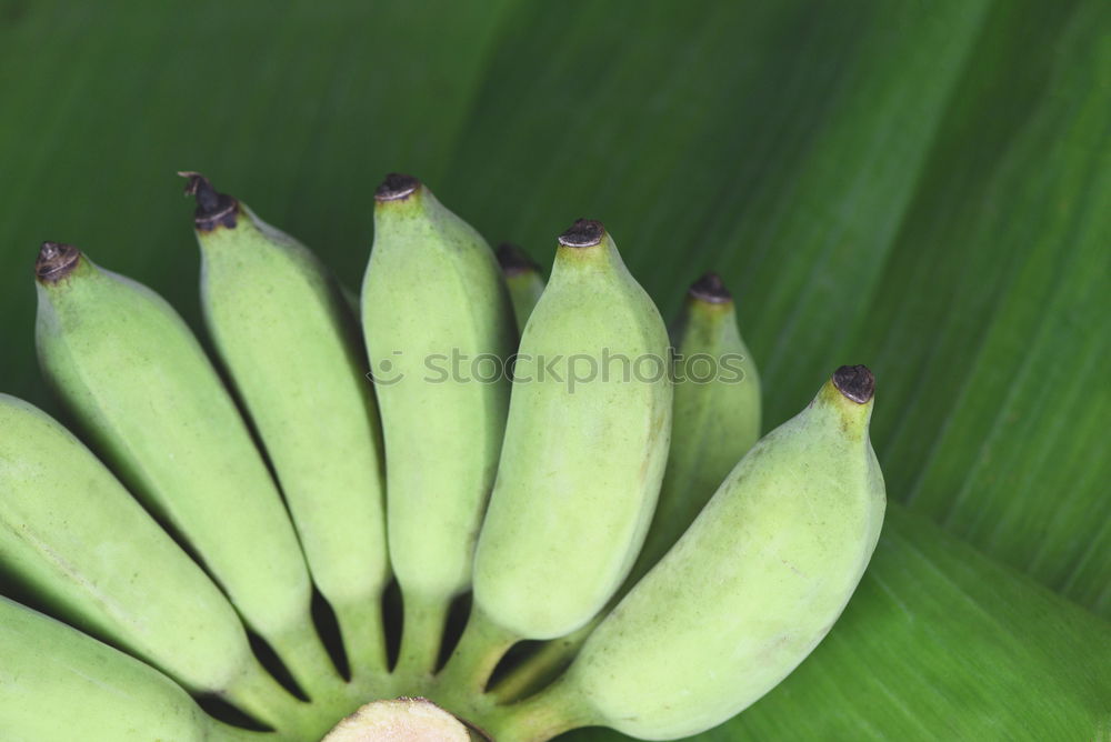 Similar – Foto Bild Kohlrabi grün frisch