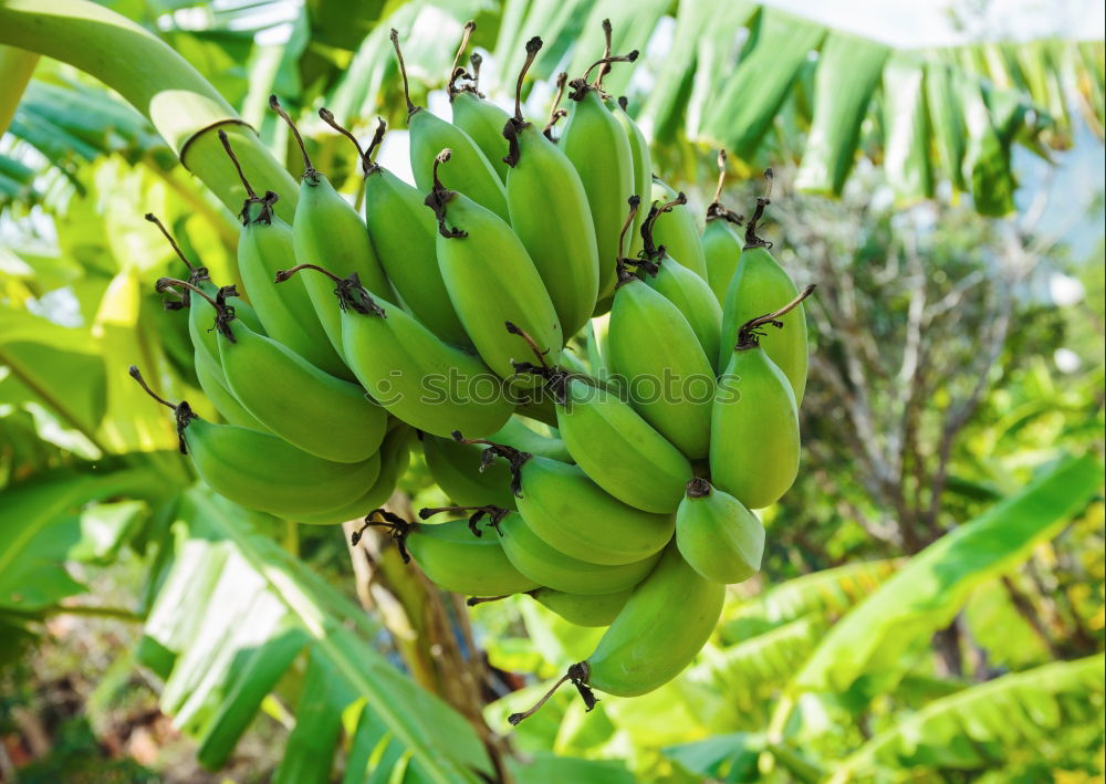 Similar – banana Banana Bushes Green