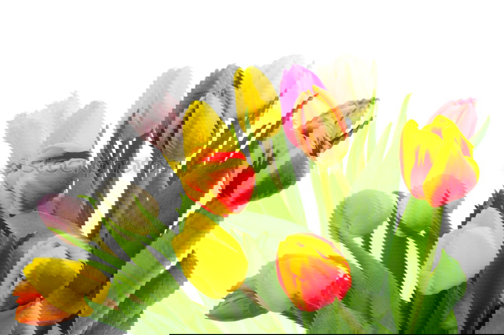 Similar – Image, Stock Photo White tulips on the wooden table