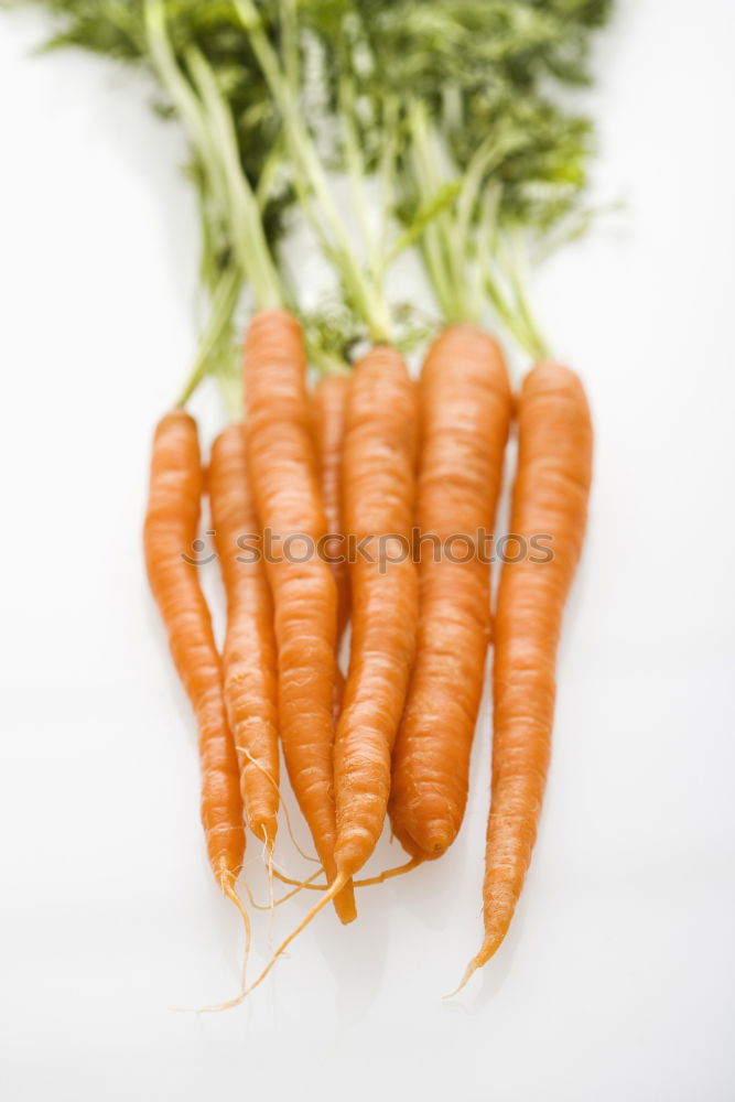 Similar – love of carrots Carrot 2