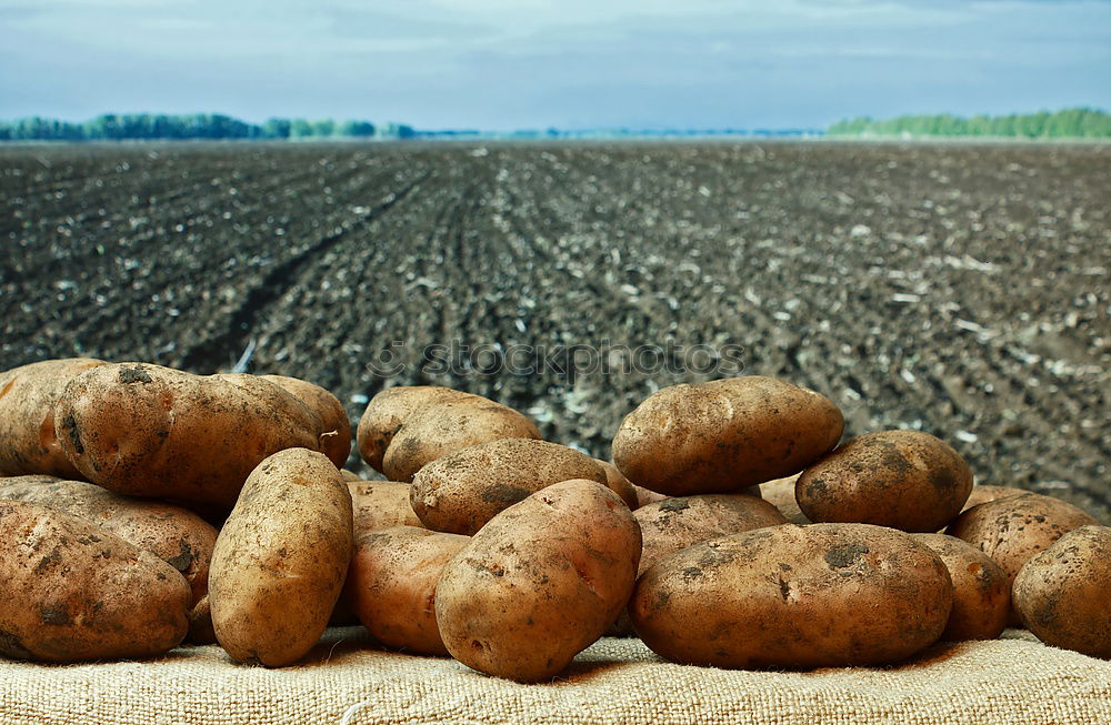 Similar – Image, Stock Photo Potato harvest, potatoes, vegetable harvest;