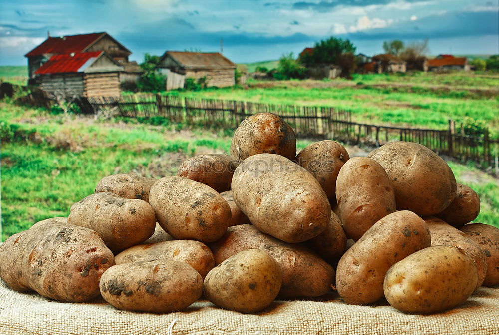 Image, Stock Photo Potato harvest, potatoes, vegetable harvest;