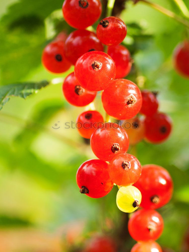 Image, Stock Photo Summer