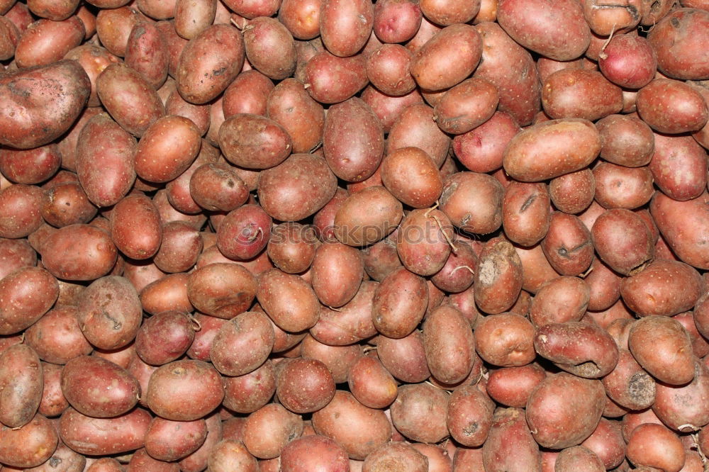 Similar – #A# Red potatoes Food