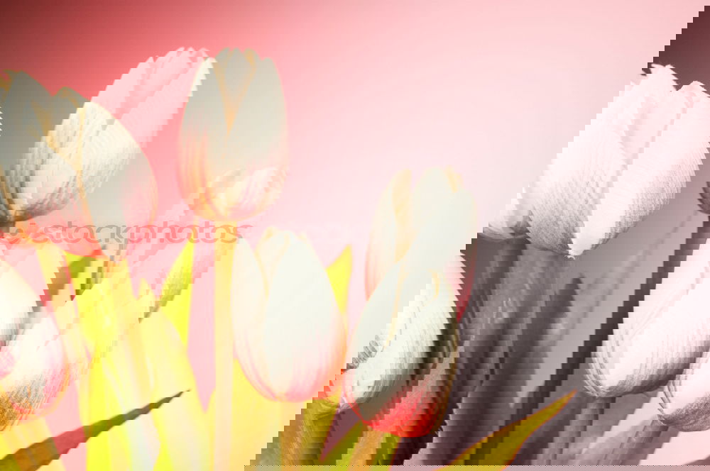 Similar – Image, Stock Photo Pink spring tulips Style