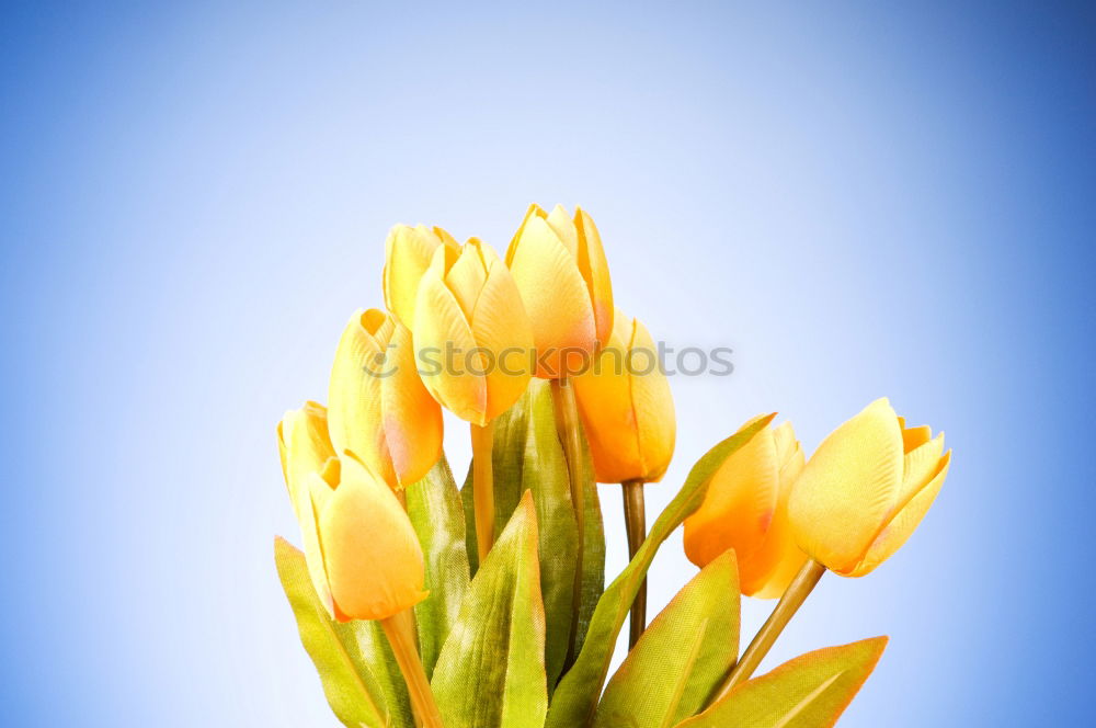 Similar – Image, Stock Photo Tulips Bouquet of flowers