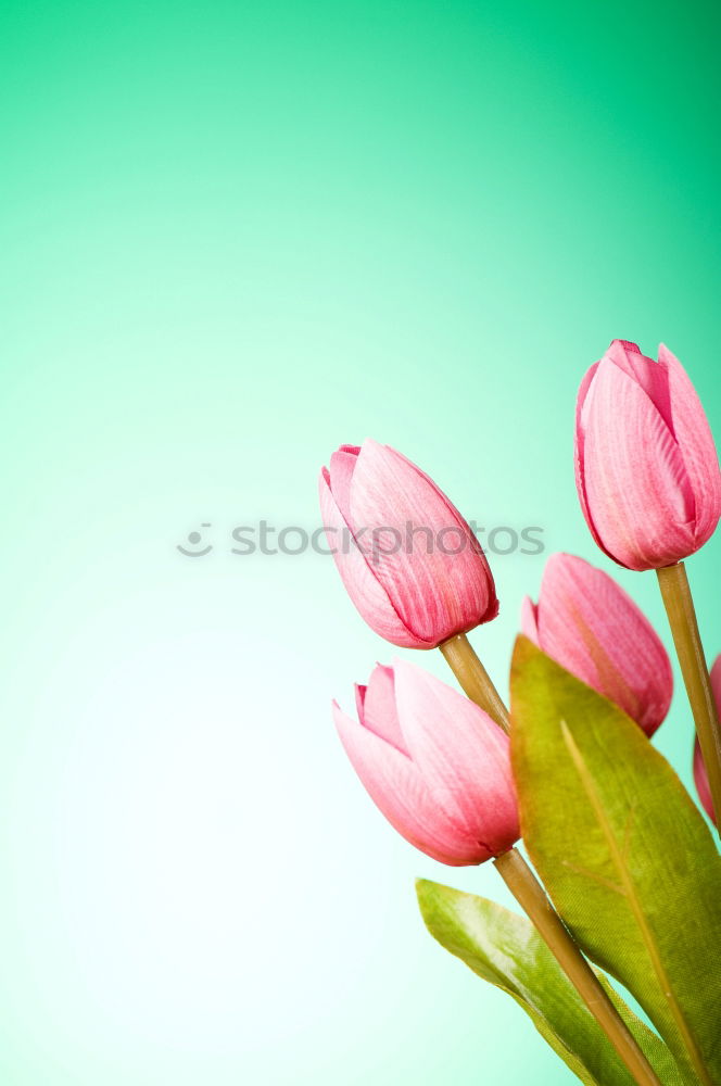 Similar – Wet Pink Tulip Flowers In Vase