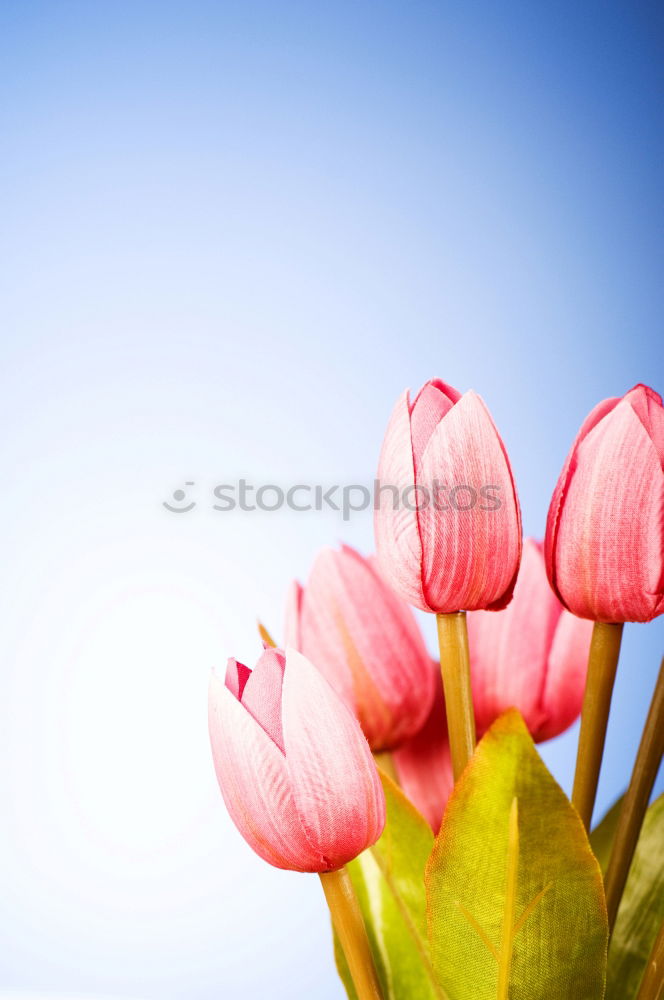 Similar – Image, Stock Photo Spring flowers on turquoise blue background