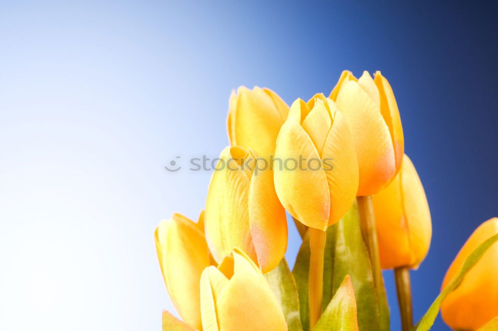 Similar – Image, Stock Photo Tulips Bouquet of flowers