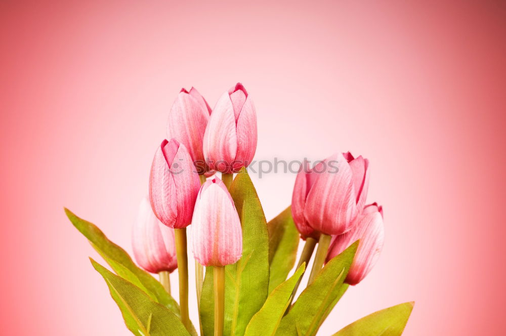 Similar – Pink Spring Tulips