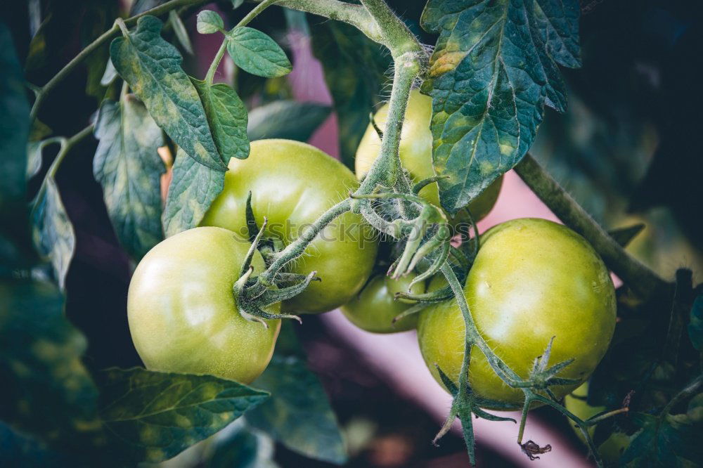 Similar – fresh organic tomatoes