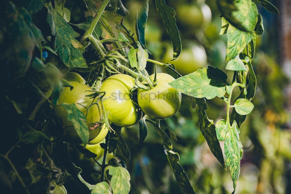 Similar – fresh organic tomatoes