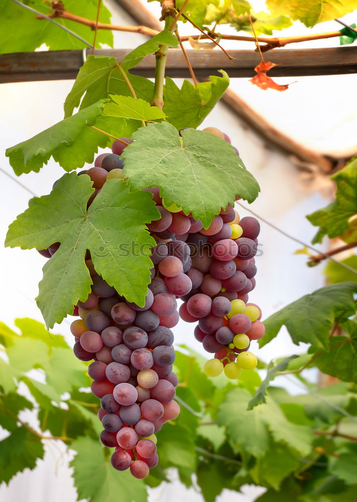 Similar – Image, Stock Photo Grapes 2 Summer