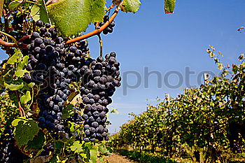 Similar – Foto Bild Weinbau Weintrauben