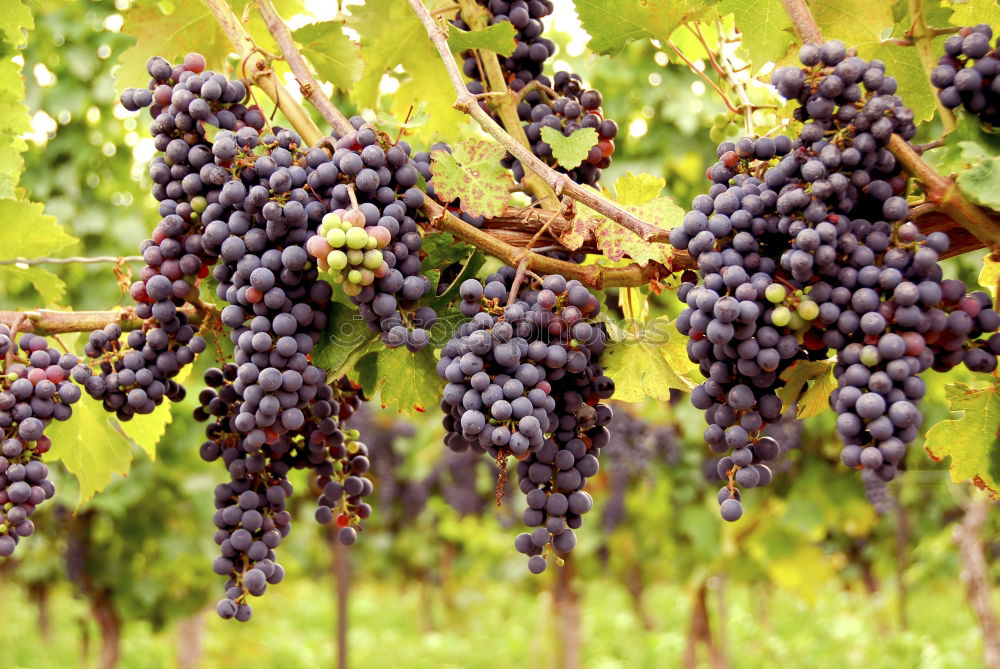 Similar – Image, Stock Photo grape in the field Fruit