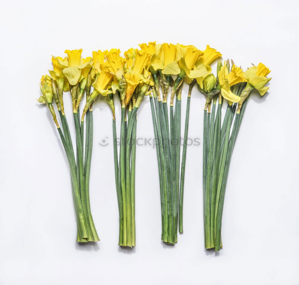 Similar – Image, Stock Photo Young Zucchini With Flowers