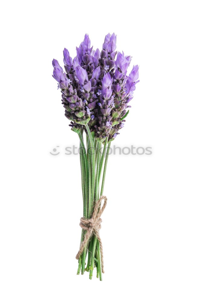 Similar – Image, Stock Photo Allium isolated on white background