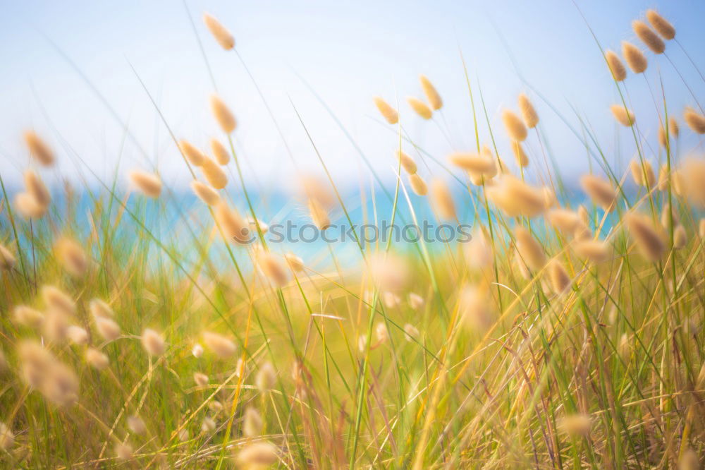 Similar – Foto Bild Türme Umwelt Natur Pflanze