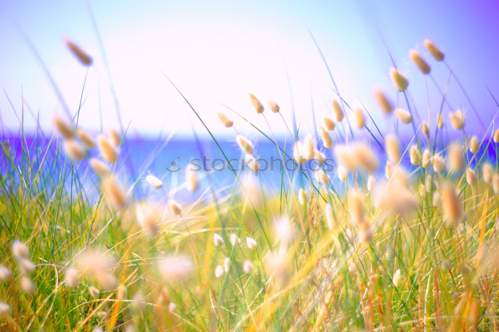 Waiting … Field Flower