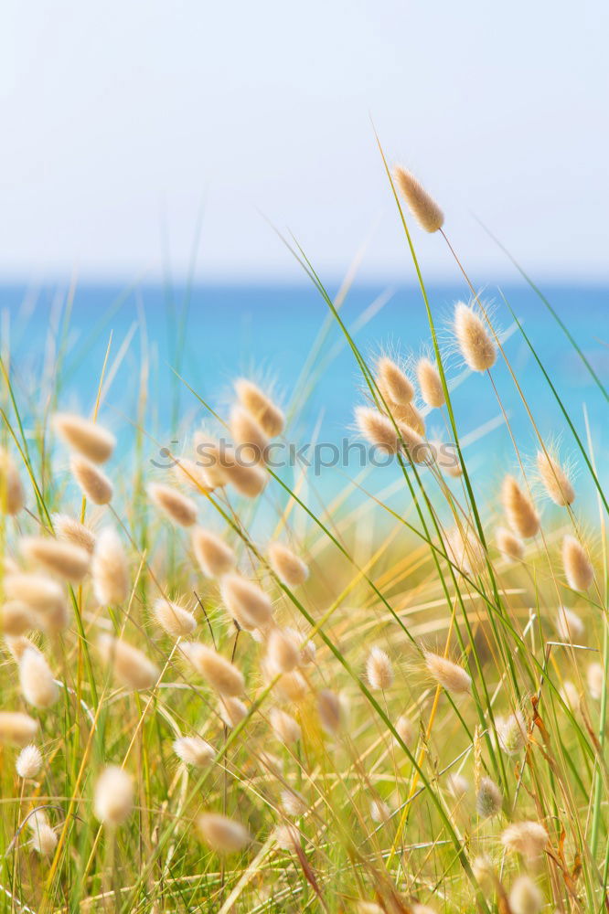 Similar – Image, Stock Photo Get land Sand Air Sky