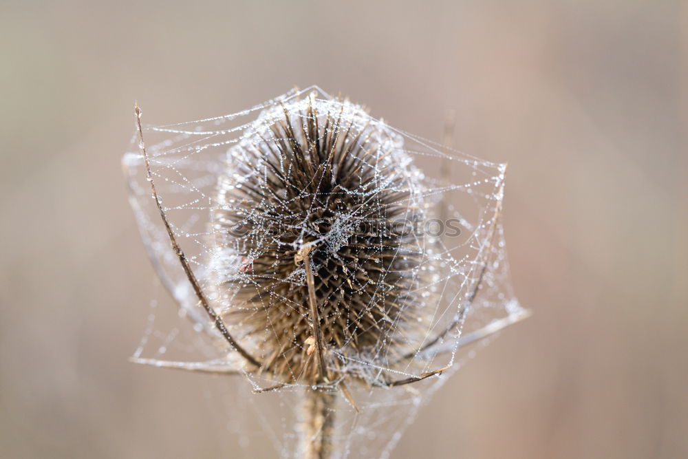 Similar – Image, Stock Photo brrr… I’m shivering