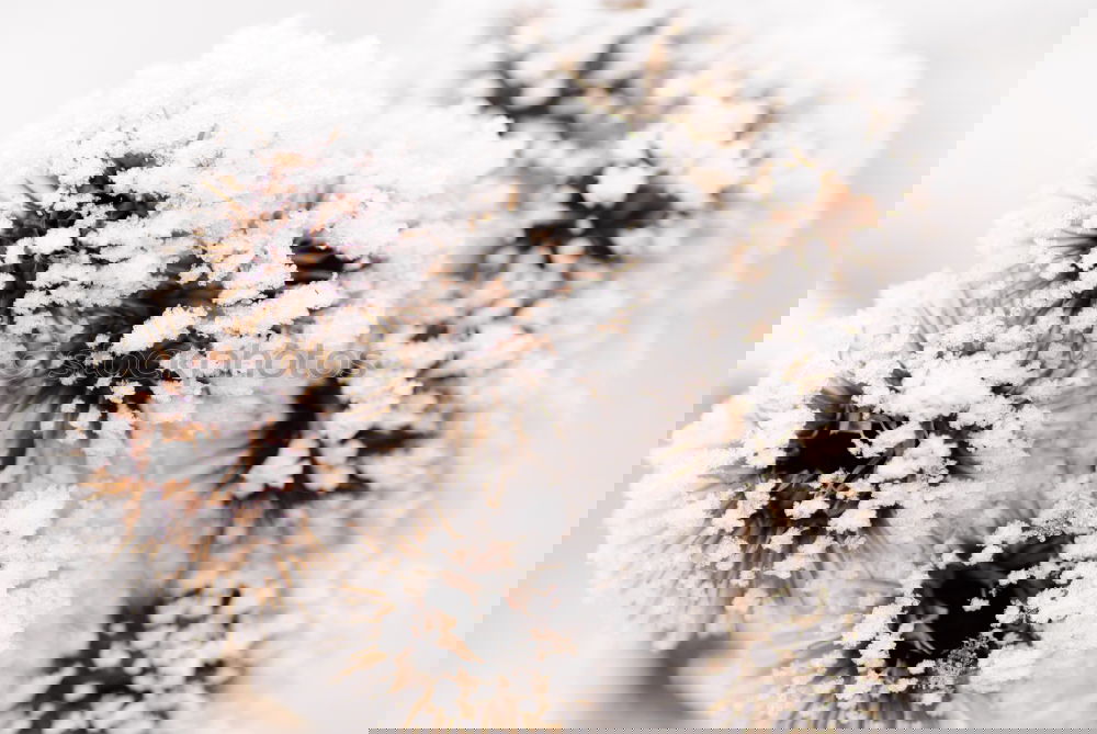 Similar – Image, Stock Photo Beech leaf in the snow