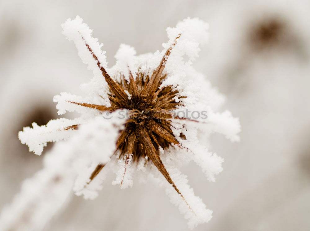 Similar – Image, Stock Photo icy Environment Nature