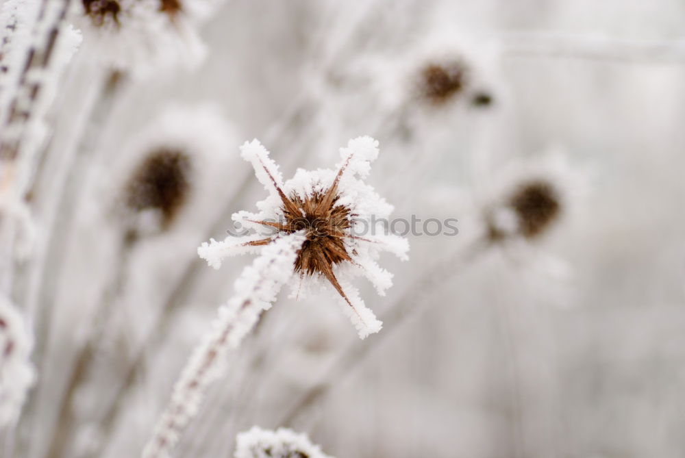 Similar – Image, Stock Photo dried plant on wire fence