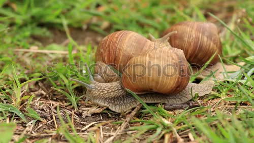 Similar – Two neighbours snails