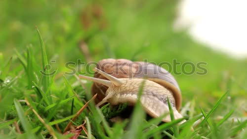 Similar – Image, Stock Photo small slime