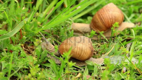 Similar – Image, Stock Photo and dead fruit.