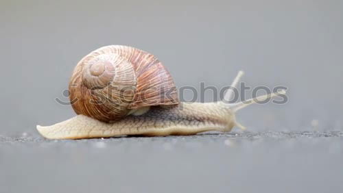 Similar – Image, Stock Photo Snail on Tour Slug Slowly