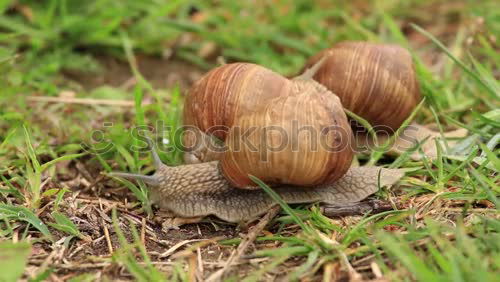 Similar – Two neighbours snails