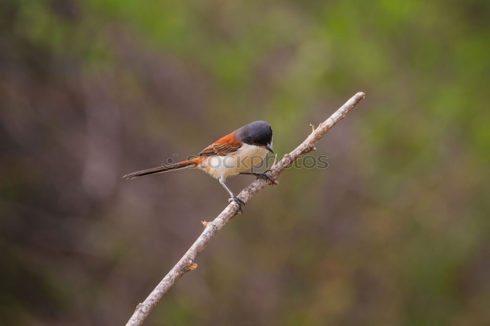 Similar – Kingfisher in reed Nature