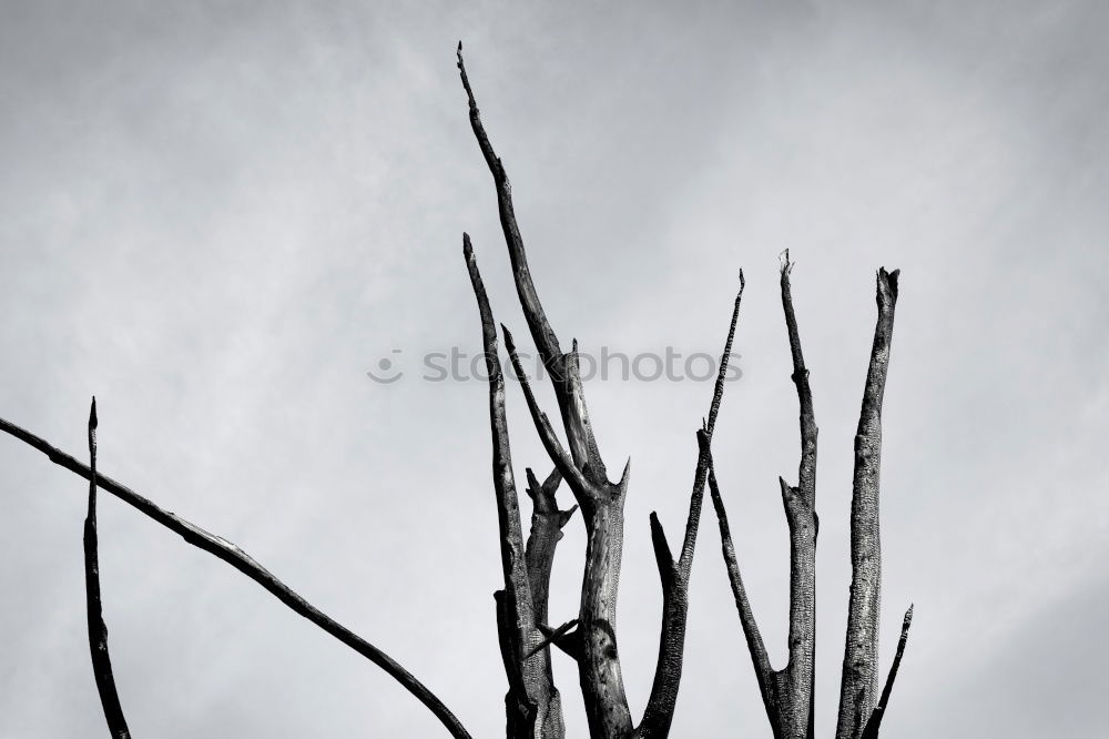 Similar – Image, Stock Photo Blocked sky Barbed wire