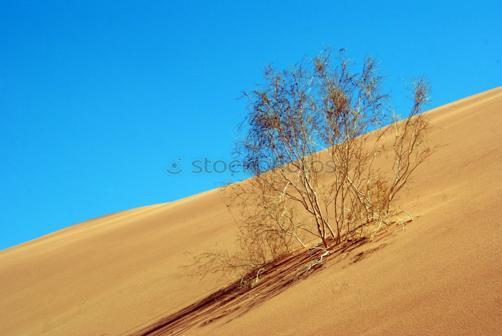 Similar – Dead Acacia Tree in Namib desert