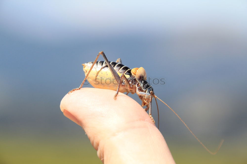 Similar – Image, Stock Photo killed mosquito Mosquitos