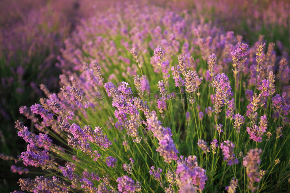 Similar – Salvia Flower Environment