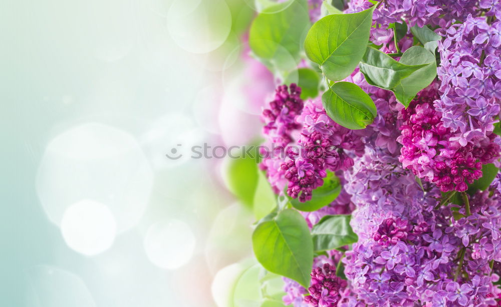 Image, Stock Photo Branch of beautiful purple lilac flowers