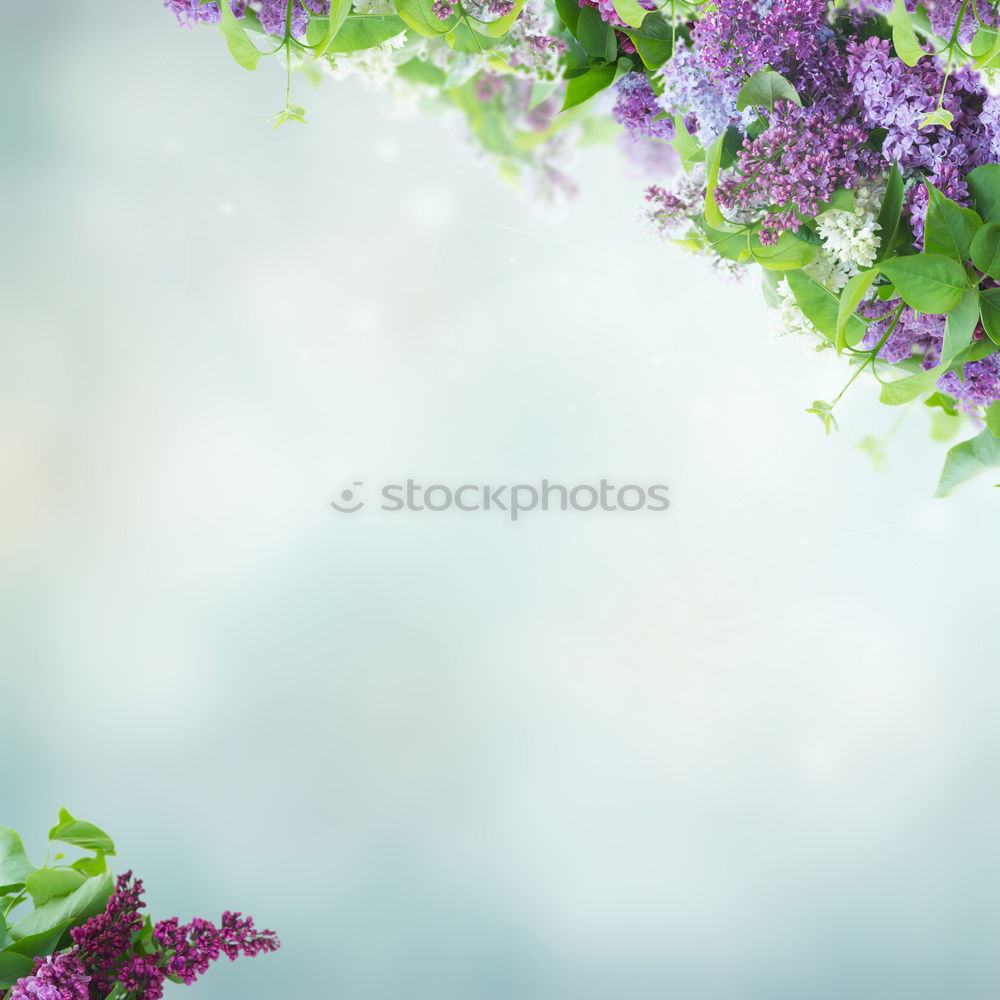 Similar – Image, Stock Photo Summer Garden with flower bed