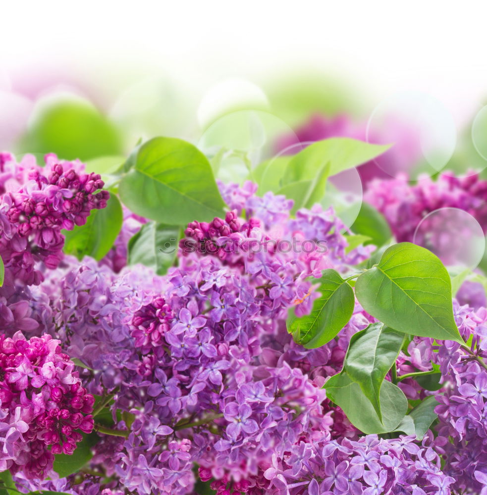 Similar – Aromatherapy, wellness and spa with lilac flowers