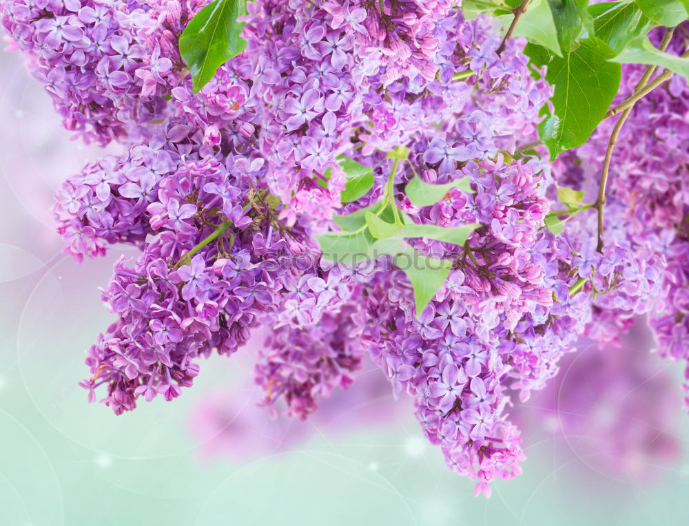 Similar – Image, Stock Photo Branch of beautiful purple lilac flowers on the bush