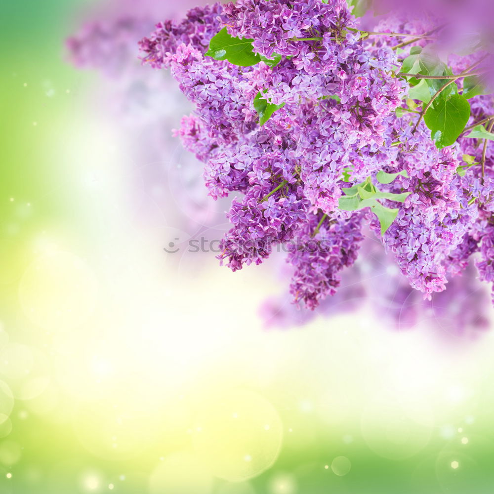 Similar – Image, Stock Photo Purple lilac in the sunshine