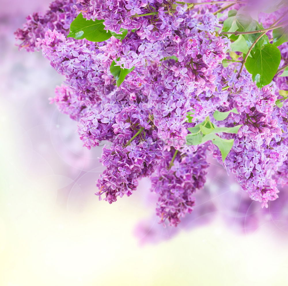 Image, Stock Photo lilac Lilac Violet