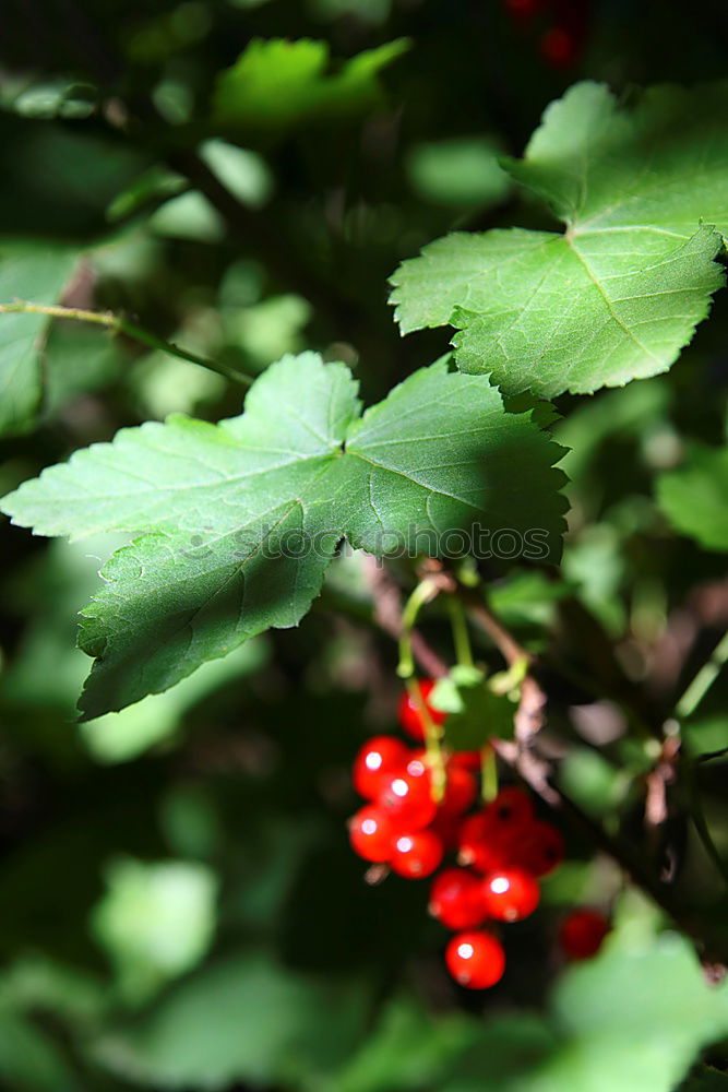 Similar – Wilde Johannisbeeren