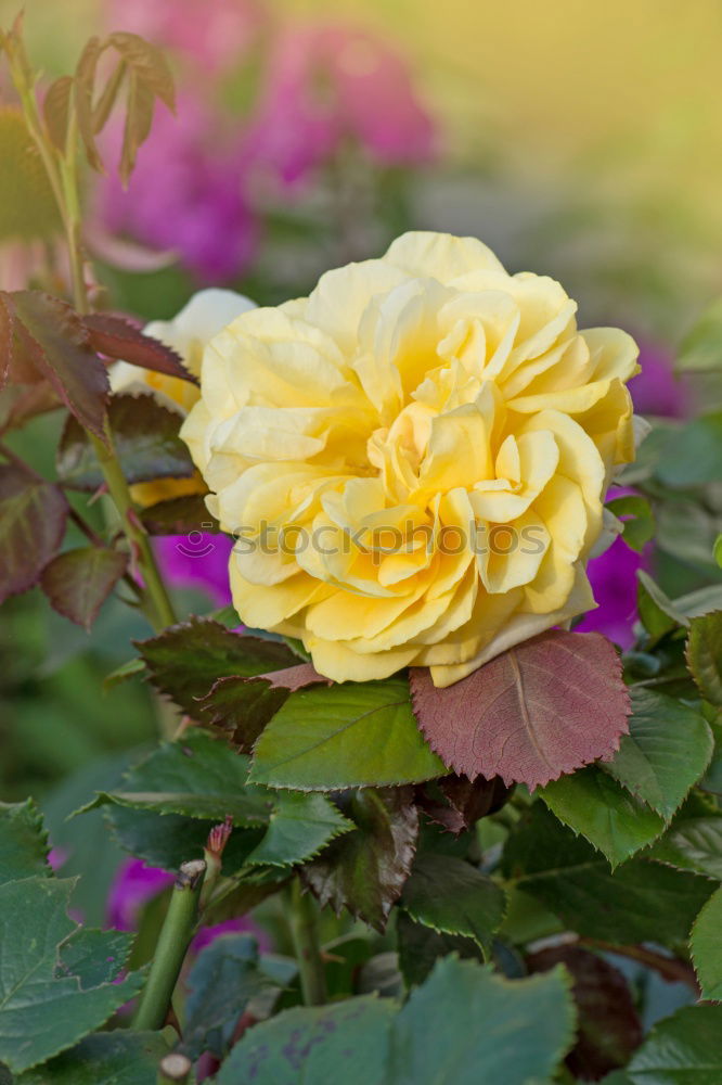 Similar – Yellow primroses on red wooden table