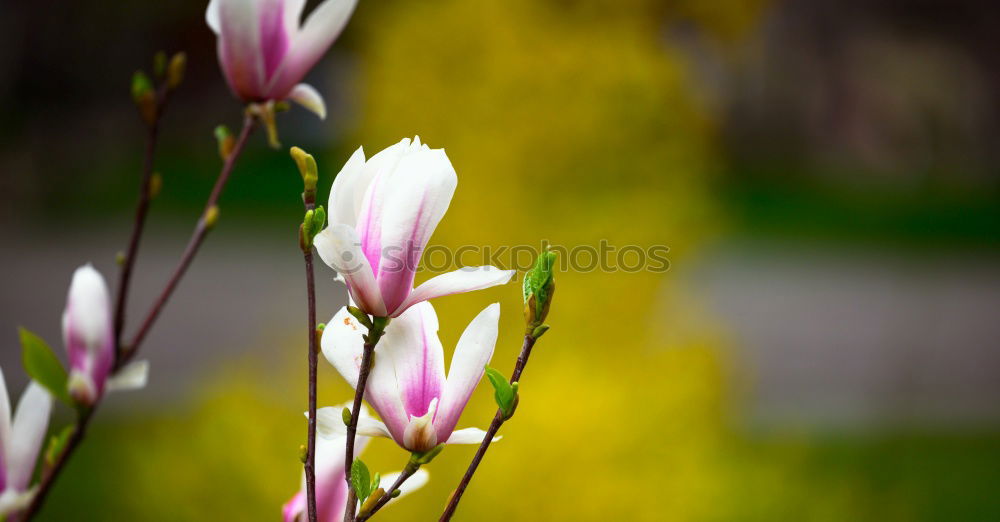 Similar – Strauch mit kleinen rosa Blüten vor grünem Hintergrund