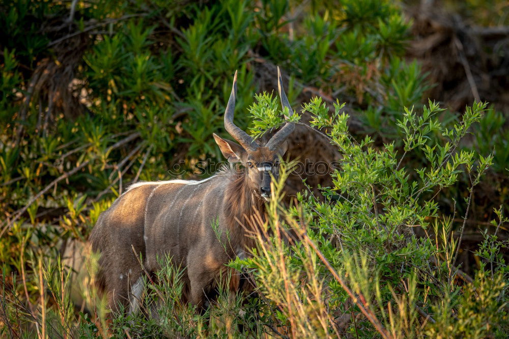 Similar – Lions hunt wildebeests